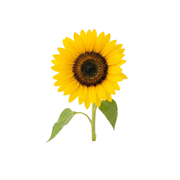 Non-GMO Sunflower Lecithin